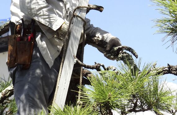 庭施工専門会社が武蔵野市の庭園の植木伐採や除草に対応します | 東京で優れた技術力を高く評価されている山岸造園