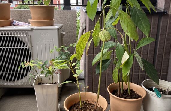 調布市で造園などのご依頼ならマンションの観葉植物と鉢植えの植え替えもご依頼いただける山岸造園へ