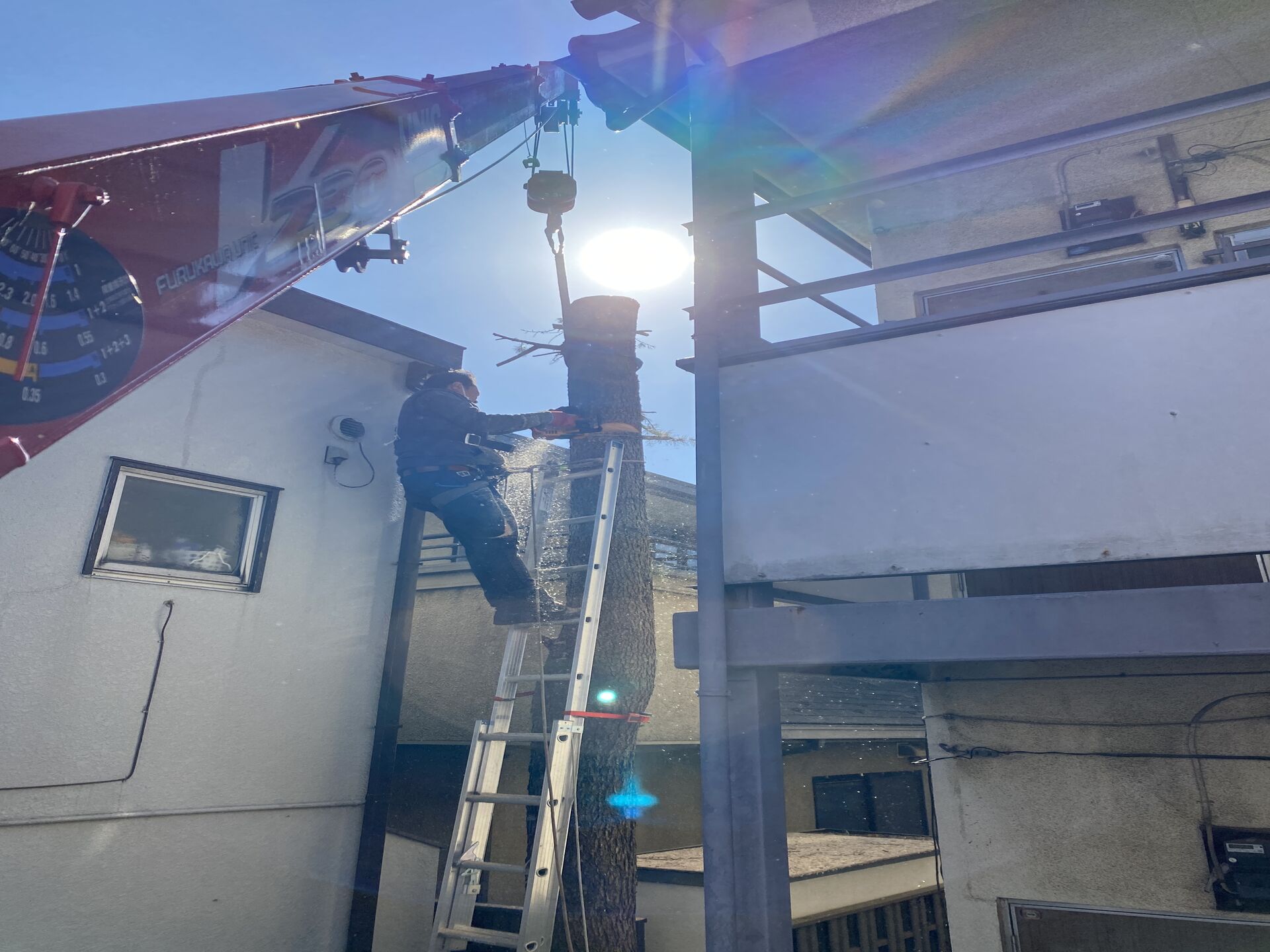 202102星様05（ﾋﾏﾗﾔｽｷﾞ）